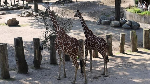Beautiful tall giraffe eating leaves from a tree on a sunny day. High quality FullHD footage