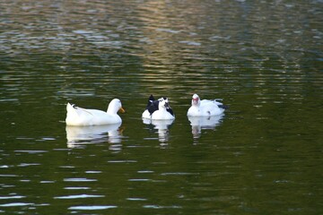 white and black ducks floating on lake water