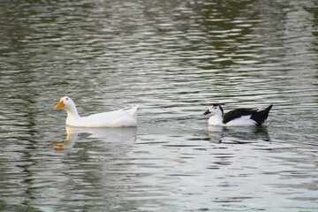 white and black ducks floating on lake water