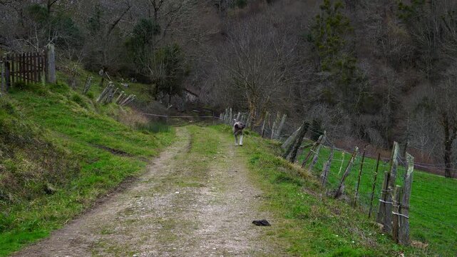 A skilled herding dog guidingthrough the mountains, surrounded by lush green landscapes and rugged terrain