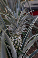 Pineapple on the plant