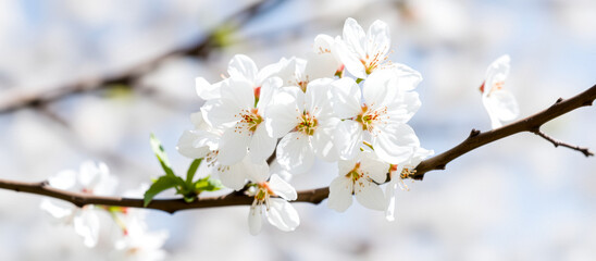 Obraz premium delicate white blossoms on a branch in spring