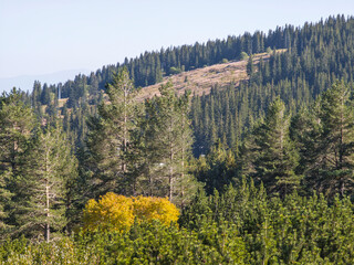 Autumn Landscape of Vitosha Mountain, Bulgaria