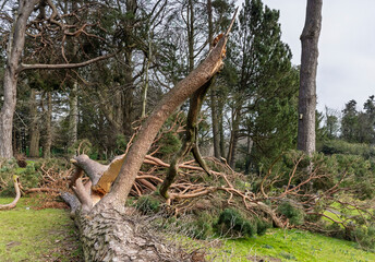 Fototapeta premium Fallen Uprooted Tree in Public Park Blown Down Storm Eowyn Winds in Scotland, January 2025