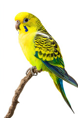 Fototapeta premium Budgerigar Parrot Isolated on White Background