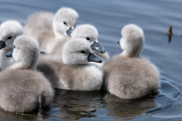 Newborn mute swan (cygnus olor) cygnets swimming in the water
