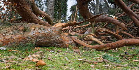 Fallen Uprooted Tree in Public Park Blown Down Storm Eowyn Winds in Scotland, January 2025