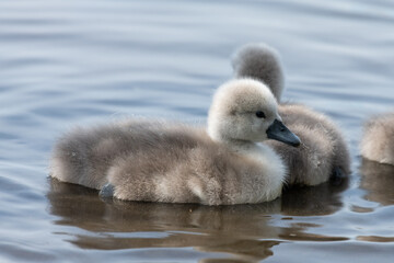 Newborn mute swan (cygnus olor) cygnets swimming in the water
