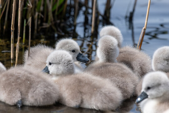 Newborn mute swan (cygnus olor) cygnets swimming in the water