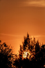 Nature Landscape and Tree and Sunlight Sky