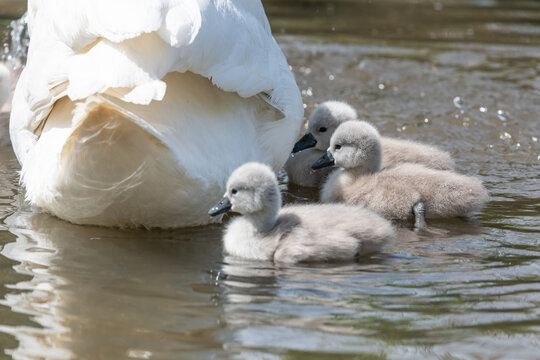Newborn mute swan (cygnus olor) cygnets swimming in the water