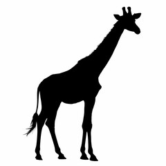 Obraz premium vector of black silhouette of giraffe