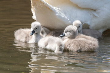 Newborn mute swan (cygnus olor) cygnets swimming in the water
