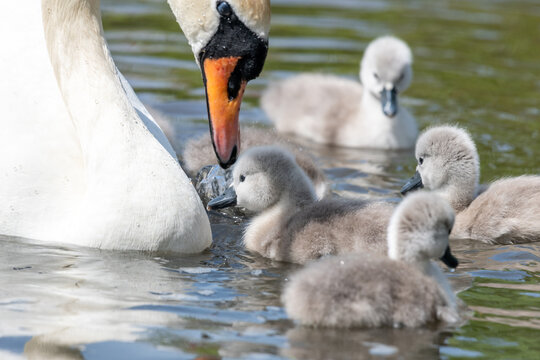 Newborn mute swan (cygnus olor) cygnets swimming in the water - Powered by Adobe