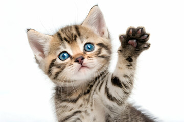 Playful Tabby Kitten Raising Cat Paws