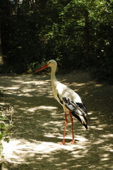 ZOO RESERVA BIOLOGICA. FRANCIA EUROPA. 