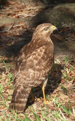 Cooper's hawk on grass in Florida wild, closeup