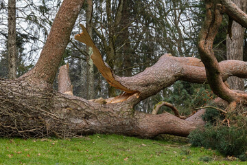 Fallen Uprooted Tree with Snapped Branch in Public Park Blown Down Storm Eowyn Winds