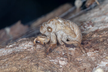 Close-up of an Empty Cicada Shell on Tree Bark