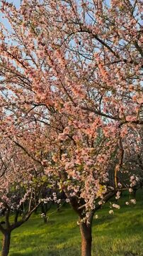 Almon blossom flower trees sakura with sun light