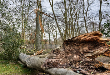 Storm Fallen Beech Tree Trunk with Smooth Bark and Snapped Branch Lying Horizontal Across a Woodland Path Causing Natural Obstacle