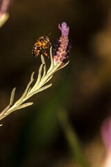No paro de polinizar flores, Abeja europea (Apis melífera) conocida también como abeja  domestica o silvestre