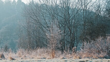 Frosty Autumn Morning Meadow Landscape with Hoarfrost Covering Tree Shrub and Grass