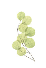 Gentle leaves on a branch. Watercolor illustration, postcard.
