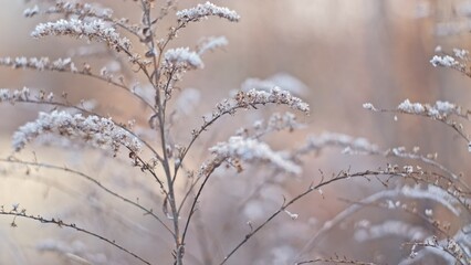 Winter Meadow Solidago Goldenrods Withered Plant Covered in Morning Hoarfrost on Cold Day with Brown Background Boho Style