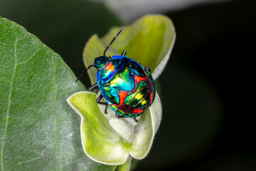 Top-Down View of a Colorful Hibiscus Harlequin Bug Nymph © Andrew