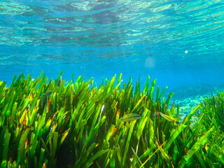 Dark blue ocean surface seen from underwater. Abstract waves underwater and rays of sunlight...