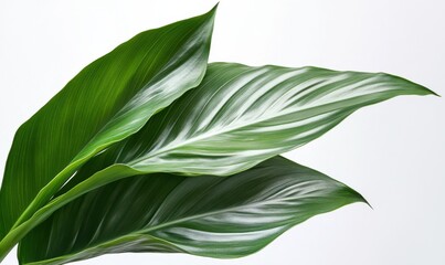 Fresh green leaves against a clean white background, symbolizing life, health, and renewal.