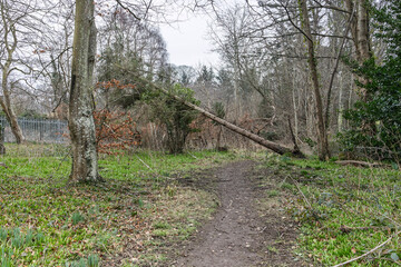 Winter Storm Fallen and Uprooted Pine Tree Trunk Blocking Woodland Path Causing Natural Obstacle