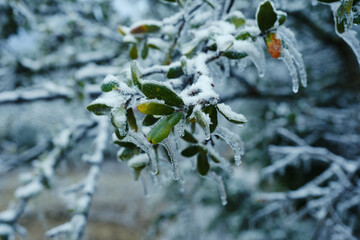 Ice and snow on evergreen tree during cold winter weather in Texas landscape.