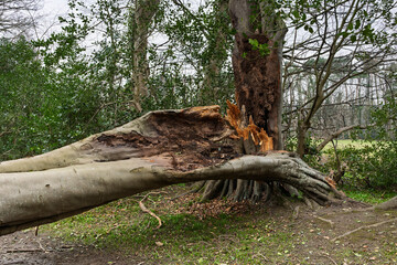 Storm Fallen Beech Tree Trunk with Smooth Bark and Snapped Branch Lying Horizontal Across a Woodland Path Causing Natural Obstacle