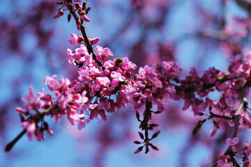 Cercis canadensis redbud tree blooms in bright purple closeup during spring season with bee pollinating.