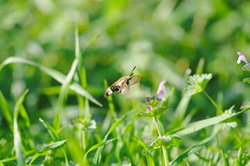 Snowberry Clearwing or hummingbird moth flying through Texas yard during spring season