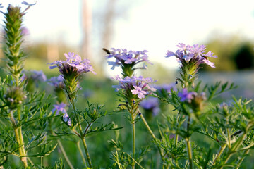Purple Prairie verbena wildflowers in Texas nature during spring season.