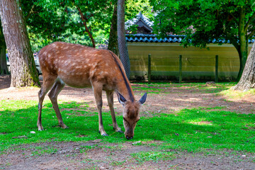 Wild deer in Nara Park in Japan. Deers are symbol of Nara's greatest tourist attraction