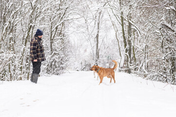 Rescued dog from dogs shelter in Serbia on the regular  walk  and obedience training with his trainer  on heavy snow on the snowy and frozen path through a wood