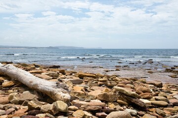 White driftwood log beached on a bed of chocolate shale (iron-rich redbeds) at Long Reef Point, on a sunny day with blue skies and gentle waves in the distance - Collaroy, New South Wales, Australia