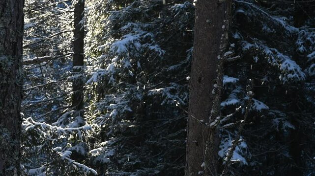 In a coniferous forest, snow falling from the trees overhead sparkles in the sunlight, Romeriks&aring;sen, Norway, UHD, 60 fps