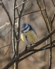 Birds in Espoo 