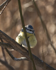 Birds in Espoo 