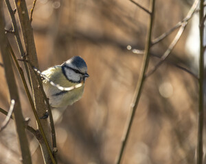 Birds in Espoo 
