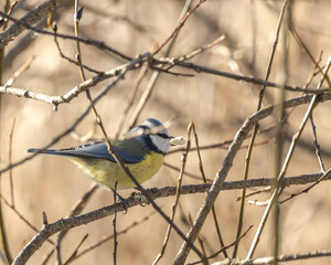 Birds in Espoo 