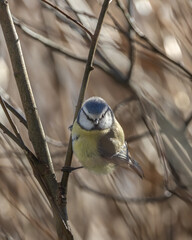 Birds in Espoo 