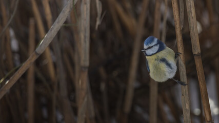 Birds in Espoo 