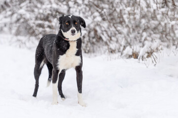 Rescued black and white  dog  on the obedience training during  regular free walk on heavy snow on the snowy and frozen path through a wood