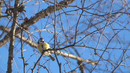 Birds in Espoo 